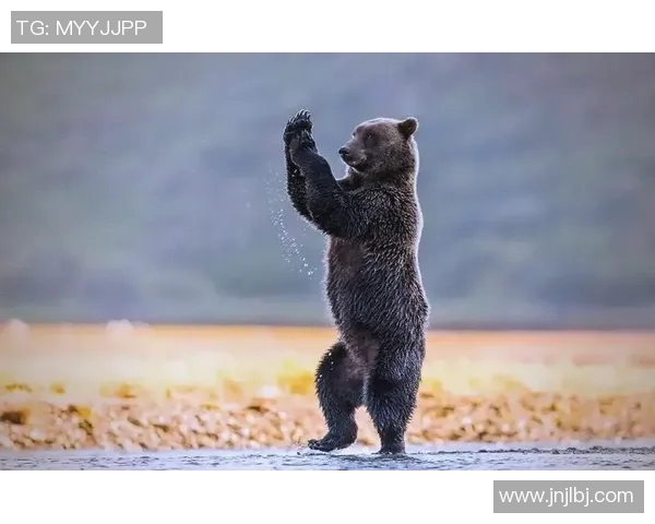 灰熊栖息地的生态保护与人类活动的影响分析及应对策略